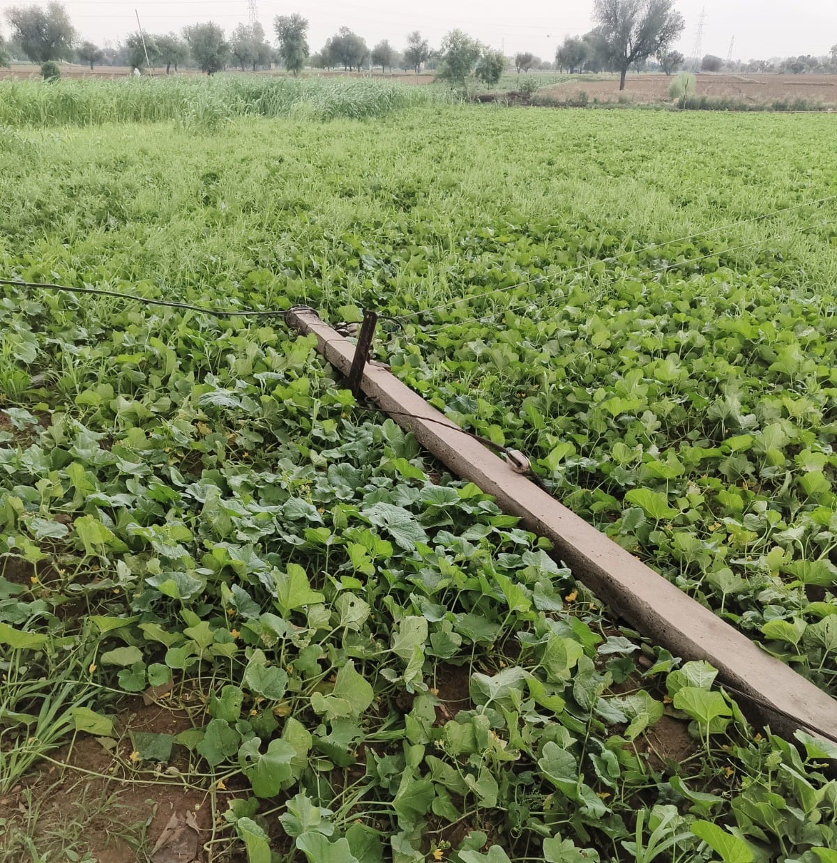 113 poles toppled by strong winds; power supply disruption plunges several villages into darkness; 800 complaints received.
