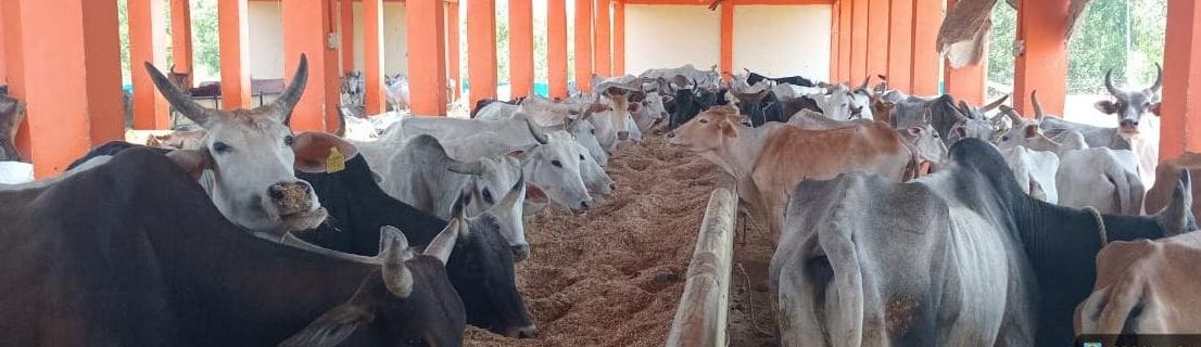 Animals in cow shelters yearn for shade in the scorching heat.