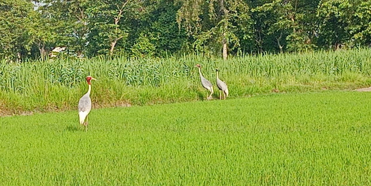 66 cranes found in Laharpur range