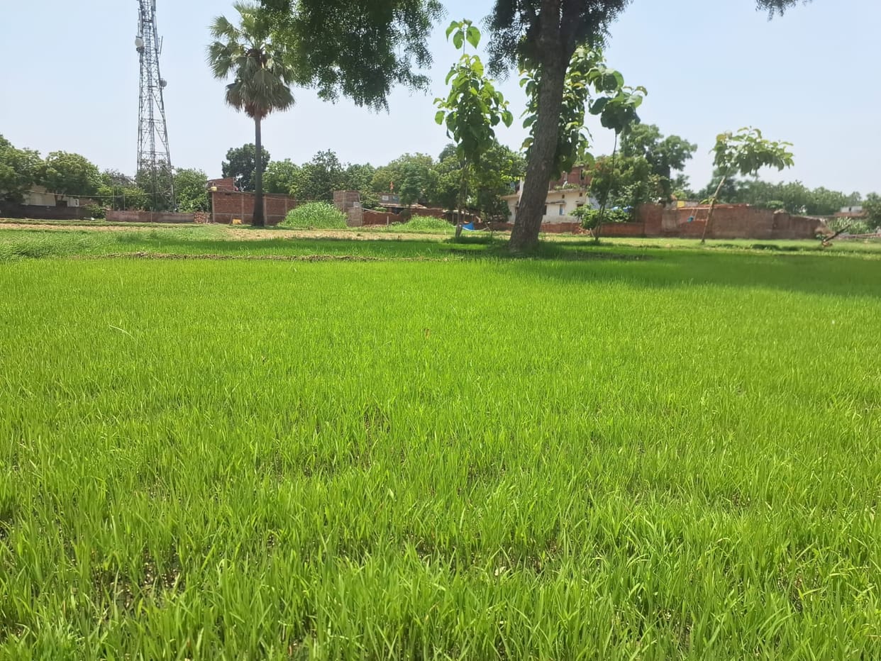 Delayed monsoon raises farmers' concerns.
