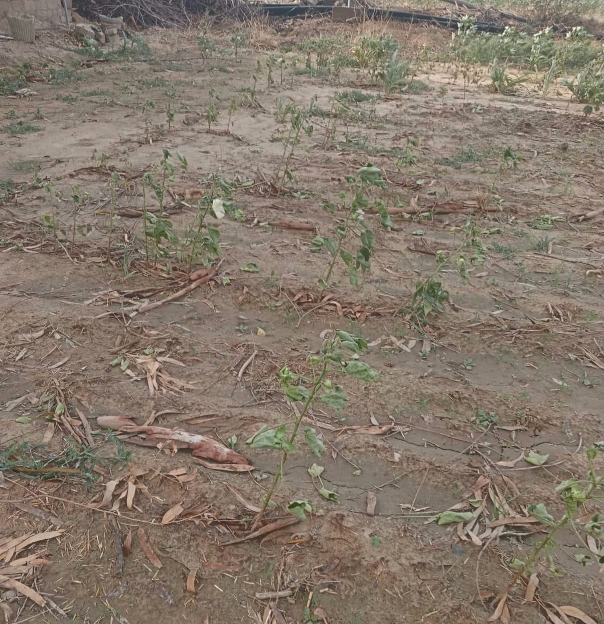 After irrigation, the crop of withered mustard has frightened farmers due to fear of an economic crisis