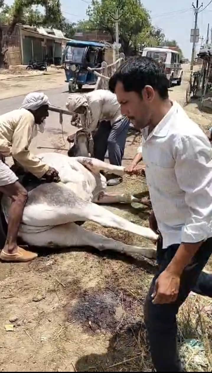 Bullock cart damaged and bull's leg broken after collision with overloaded dumper in Kamasin.