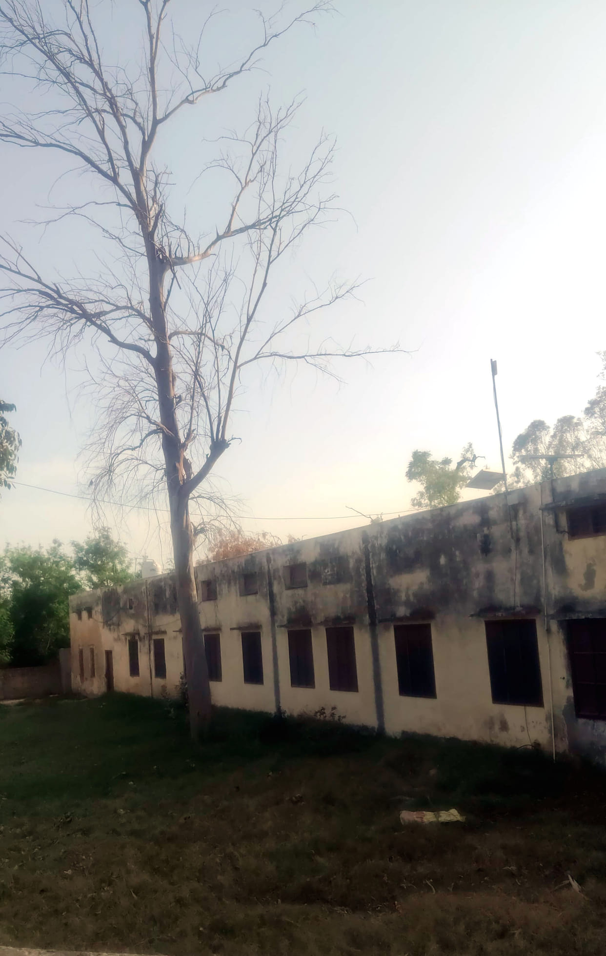 Dried eucalyptus trees on the Shimla village school premises have become a hazard.