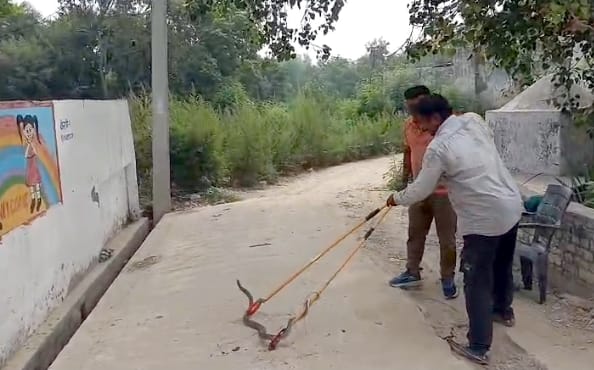 Snake found in council school