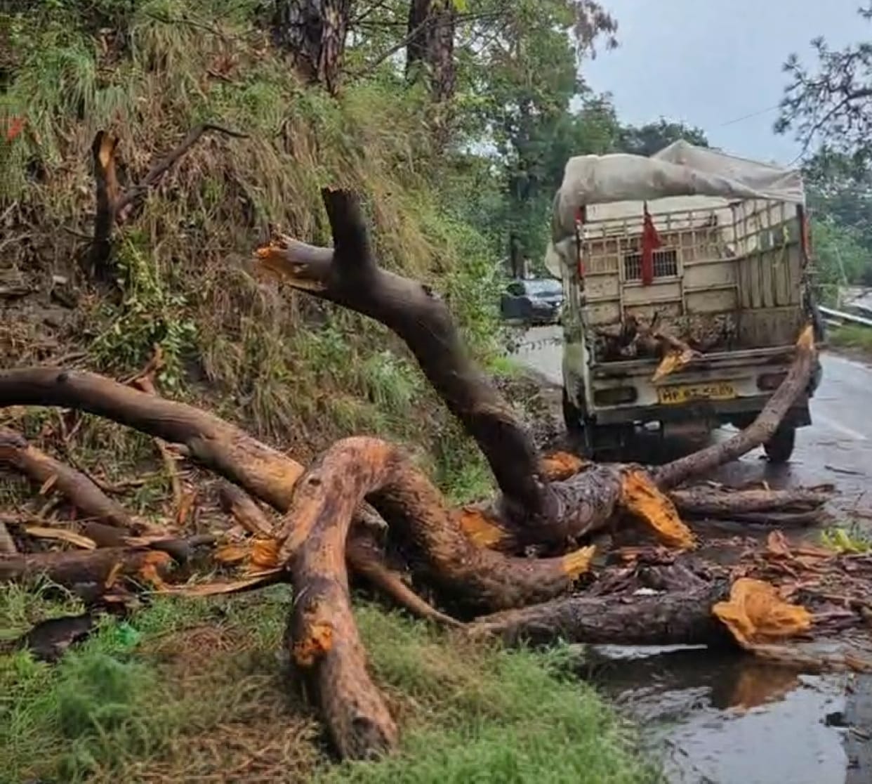Pine tree falls on Barsar-Shahtalai road; traffic disrupted.
