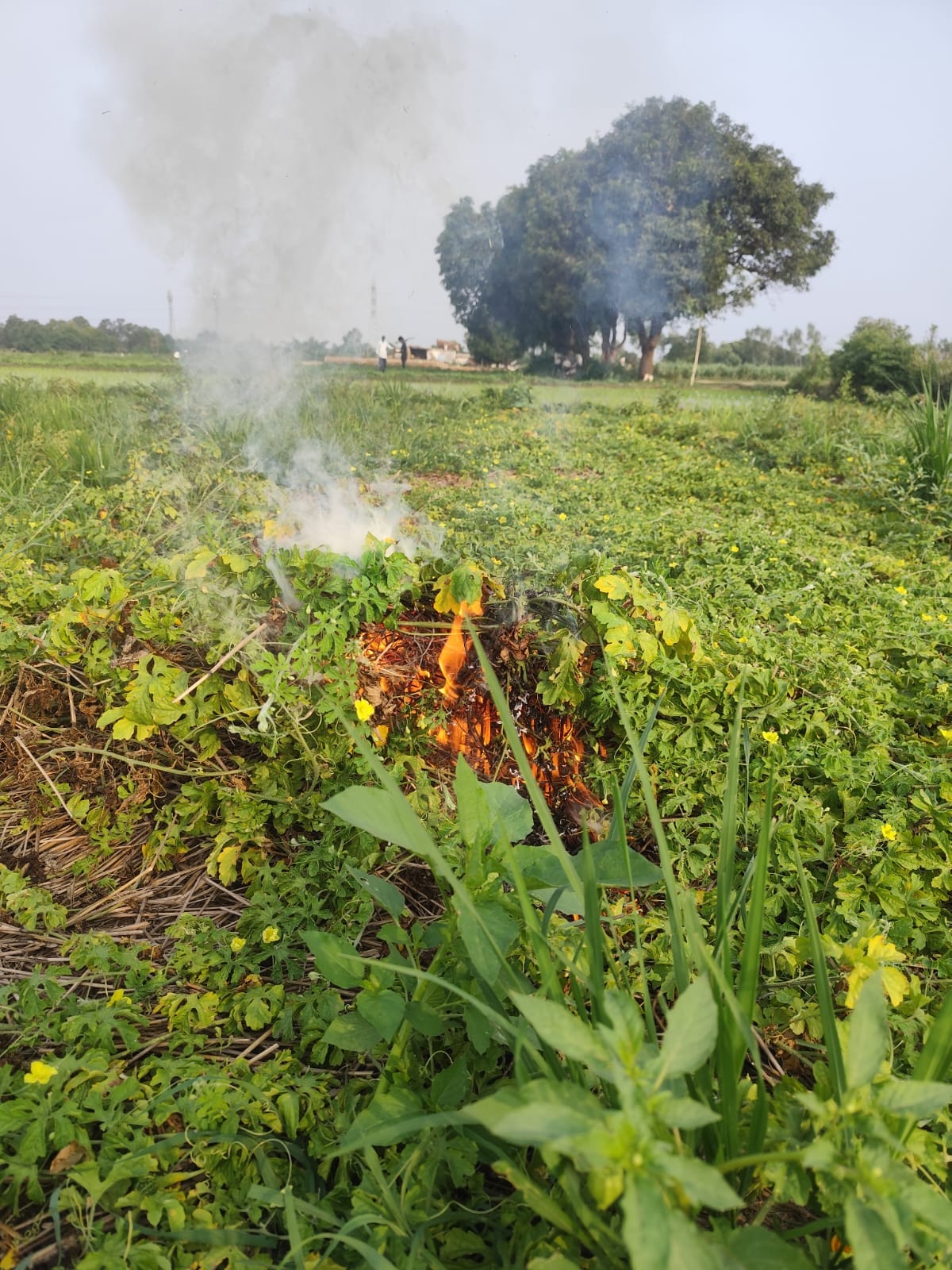 Set fire to the crop after failing to get a fair price for bitter gourd.