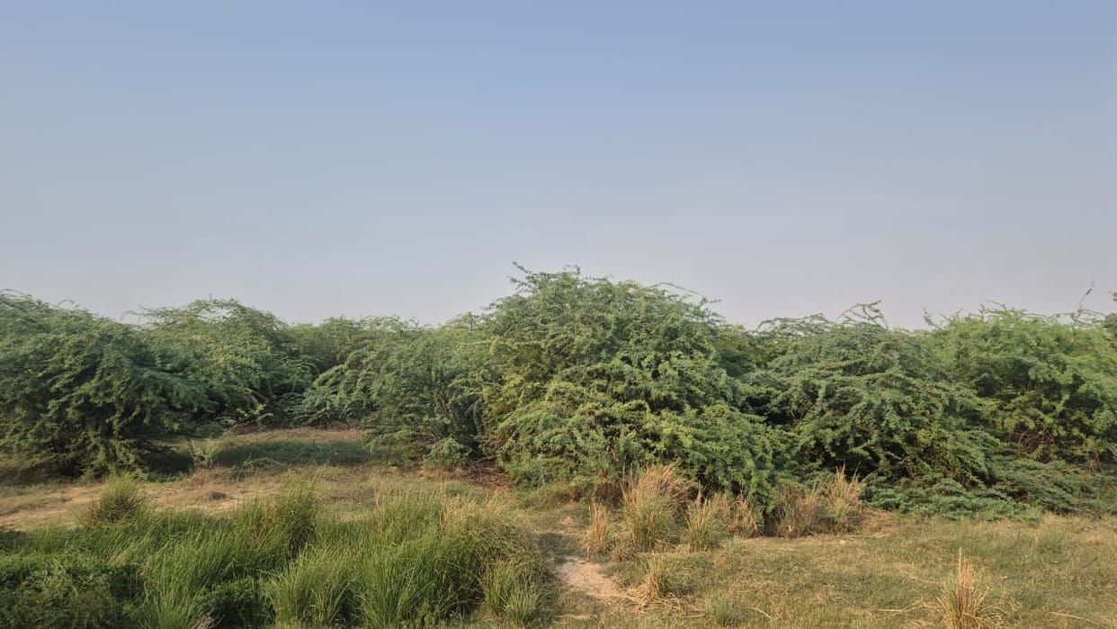 'Forest City' to be developed in Rohila; 2 crore to be spent.