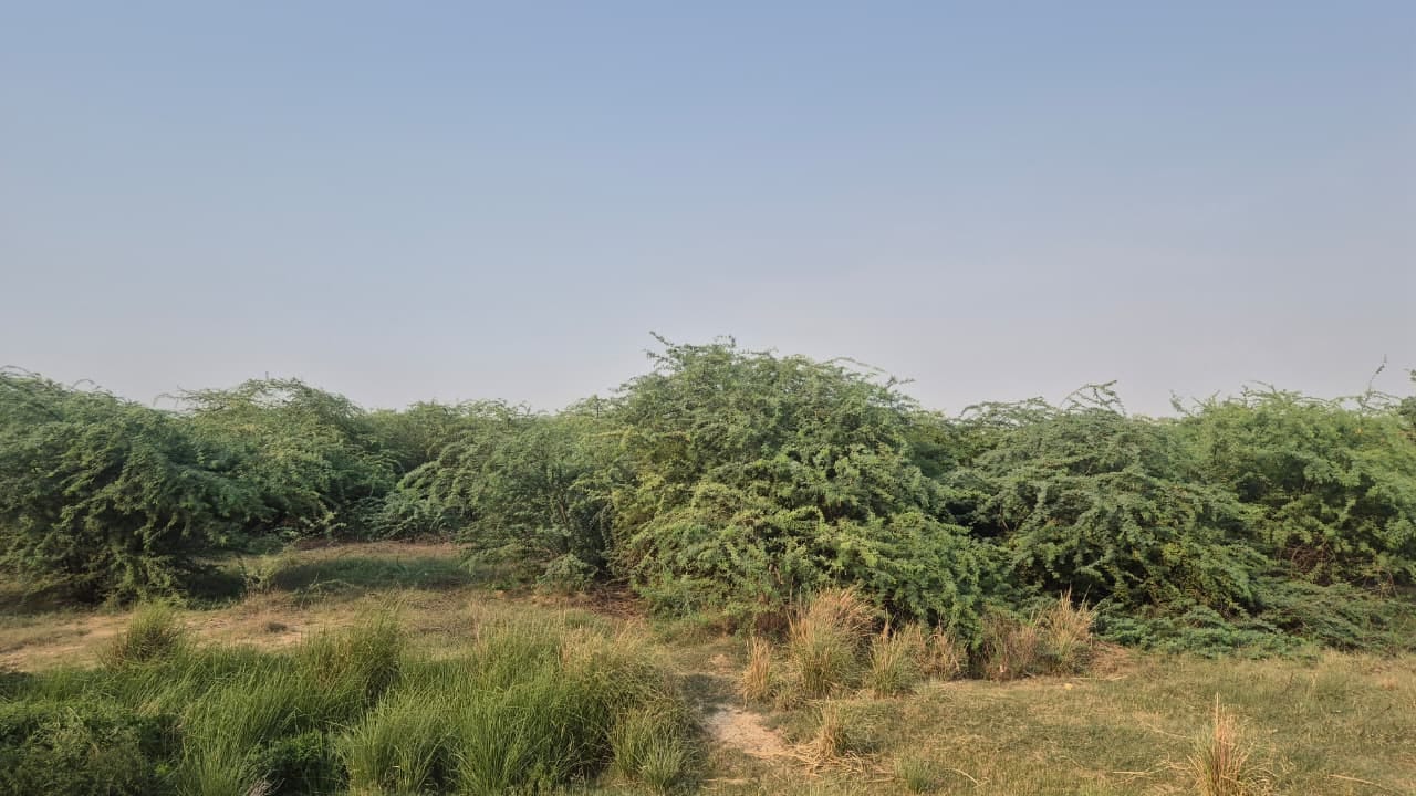 फोटो-15 मोहम्मदाबाद के पास रोहिला में वन क्षेत्र। संवाद