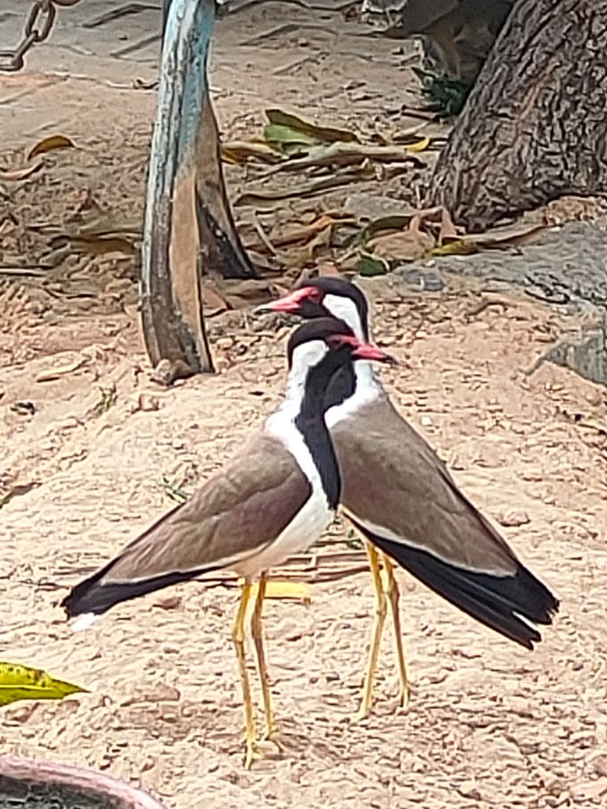 Birds are wandering for water amidst the increasing heat.