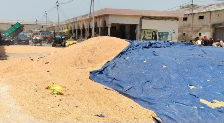 Maize procurement picks up pace; 100 quintals purchased across 9 procurement centers.