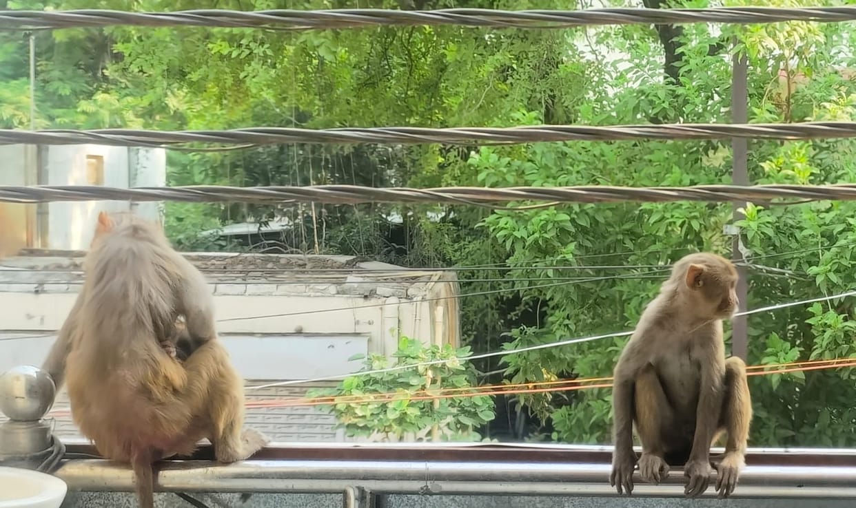 Monkeys are attacking 250 people daily in Bareilly