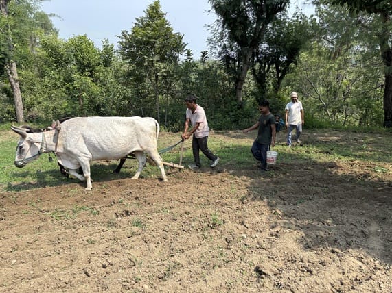 Farmers in the machine age are keeping tradition alive by sowing maize using bullocks.
