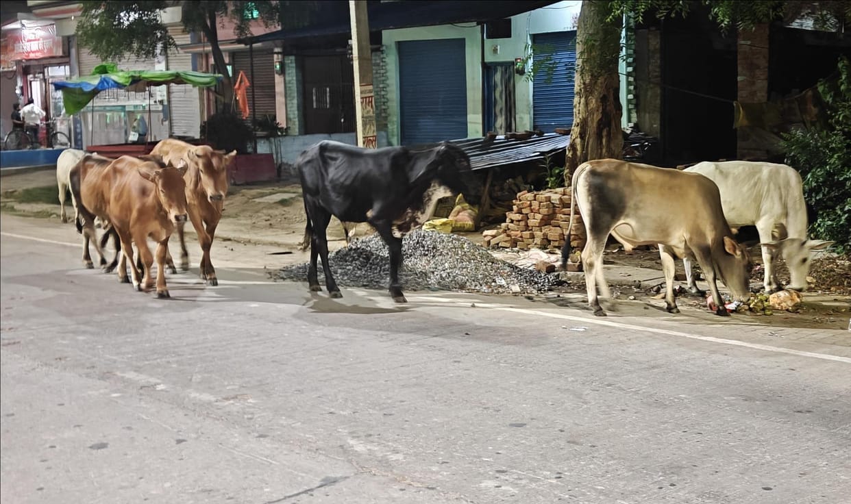 Cow shelter construction work stalled for eight months; stray cattle roaming the streets.