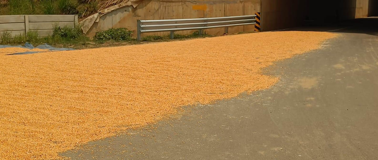 Maize being dried on the Ganga Expressway service road; risk of accidents.