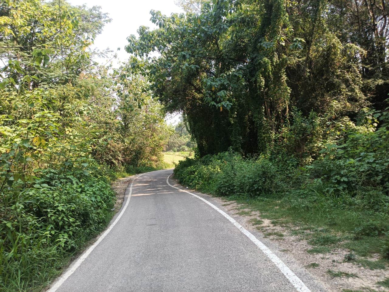 बिझड़ी-लखोह सड़क पर निकासी नालियों के ऊपर उगी घास। संवाद