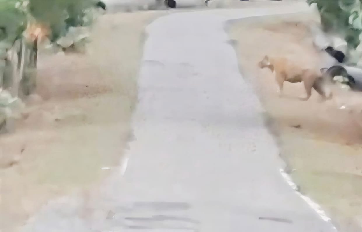 A lion appeared in front of a car in the Sarbhanga forest.