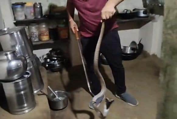 cobra found sitting gas cylinder in kitchen family members fled upon hearing it hiss It rescued released into