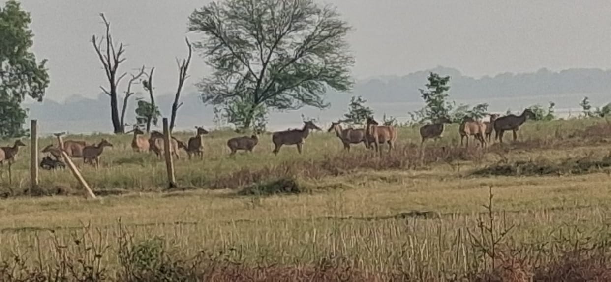 Vegetable farming is being ruined due to the terror of Nilgais, farmers appealed