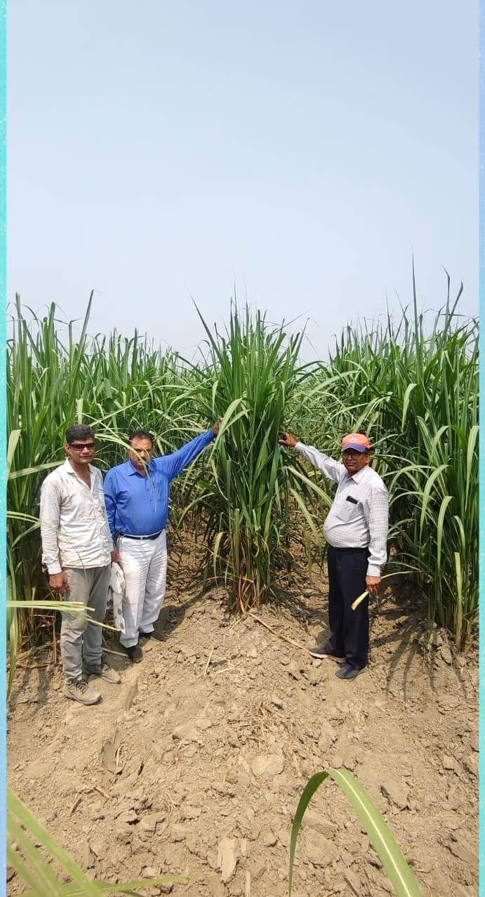 Cover the sugarcane stubble with a plastic bag, uproot it along with the roots, and destroy it.