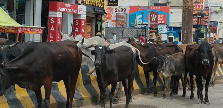 Inconvenience caused by herds of animals on the roads