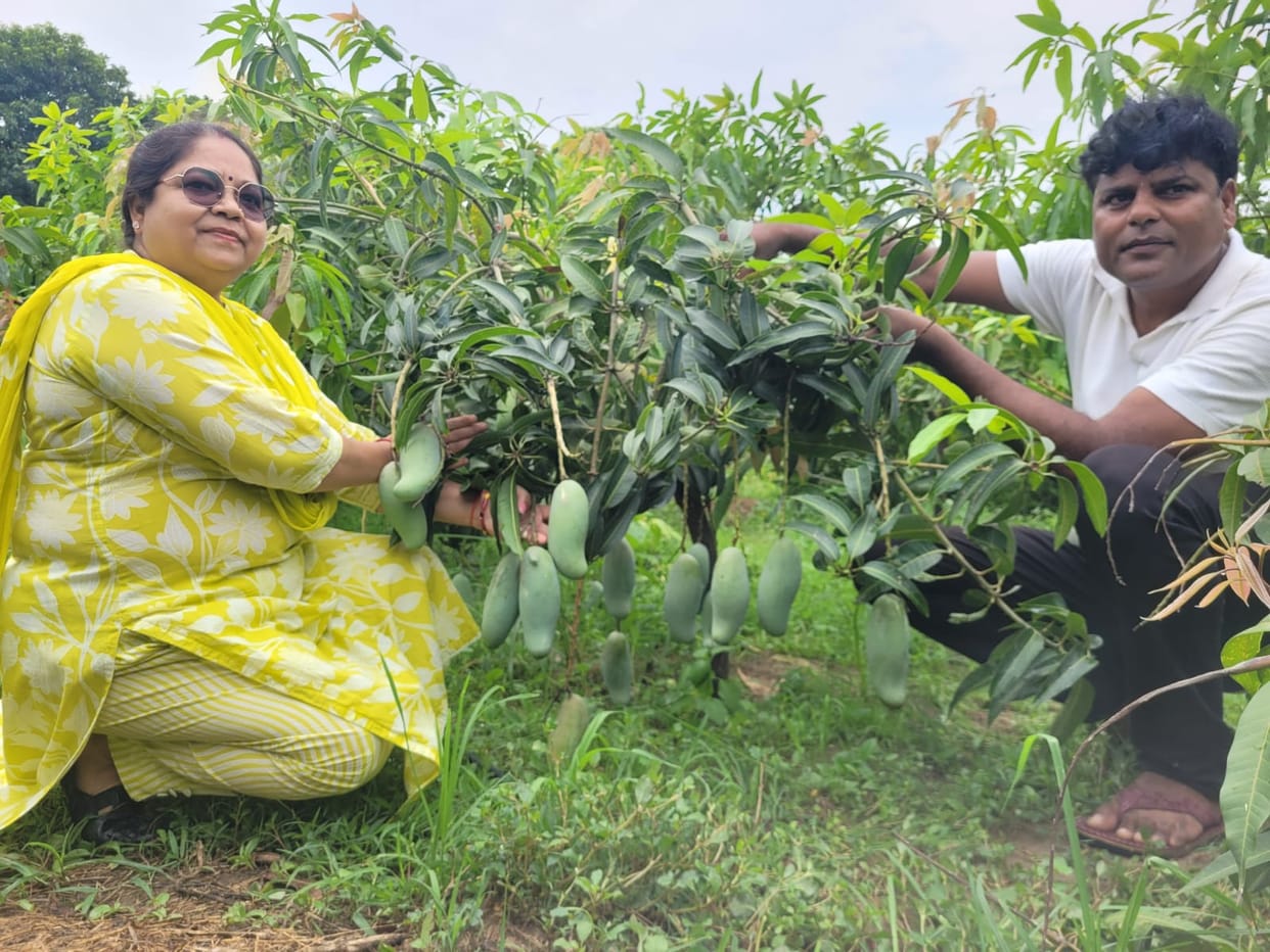 140 rare mango varieties cultivated on one hectare; growers to be felicitated at the mango festival.