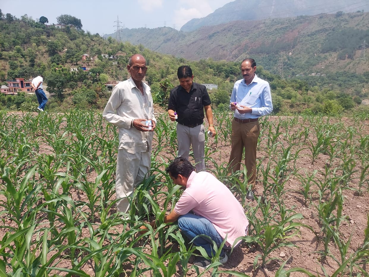 Fall Armyworm attack on maize crops in Jadol.