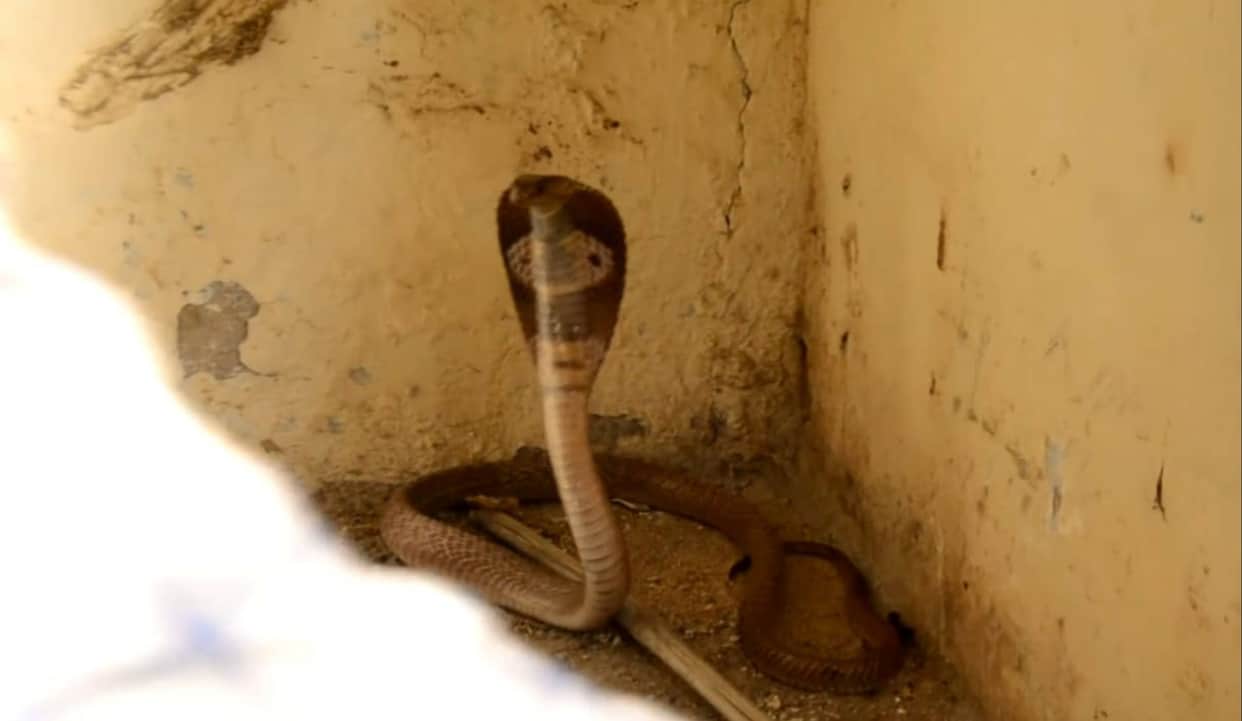 Beware of snakes; you too could become a victim