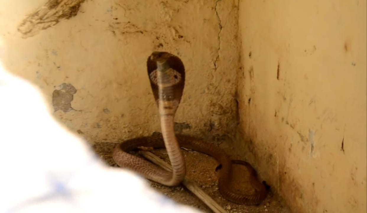 Beware of snakes; you too could become a victim
