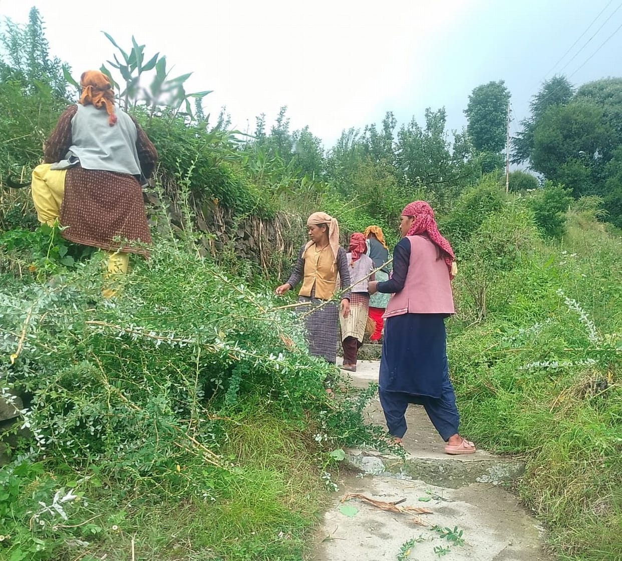 Today, the deity Tarali Nag will arrive at Banala; the paths have been cleared.