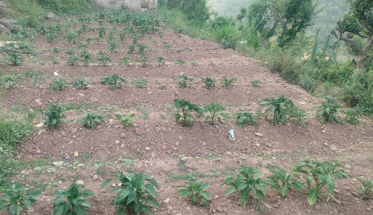 crops effected due to late monsoon