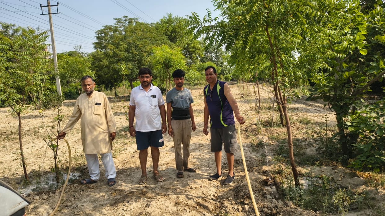 Watered the 'Trivenis' planted in the green belt of Sector 12.