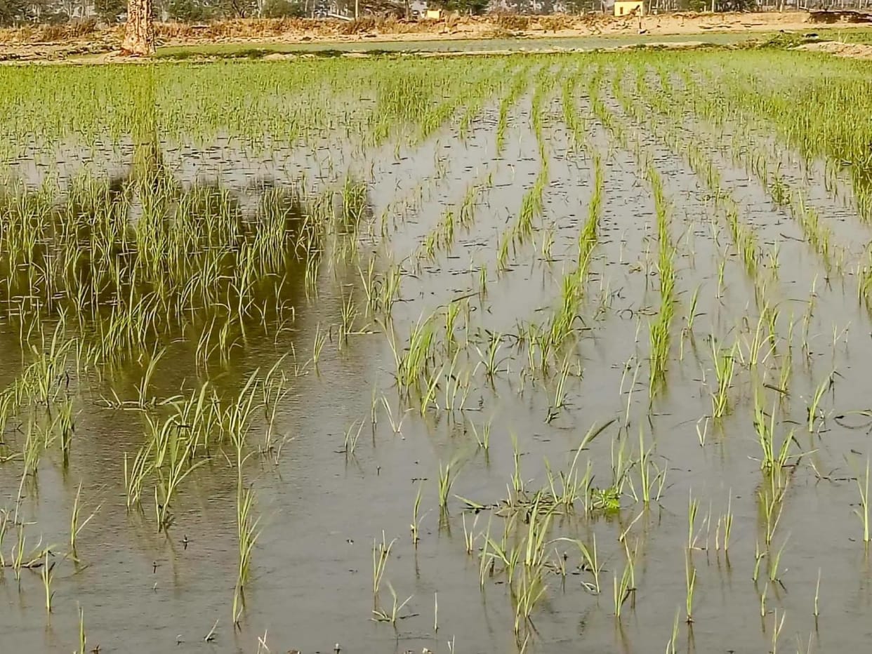 Direct Seeding of Rice: Application targets met, but the scheme is lagging in reality
