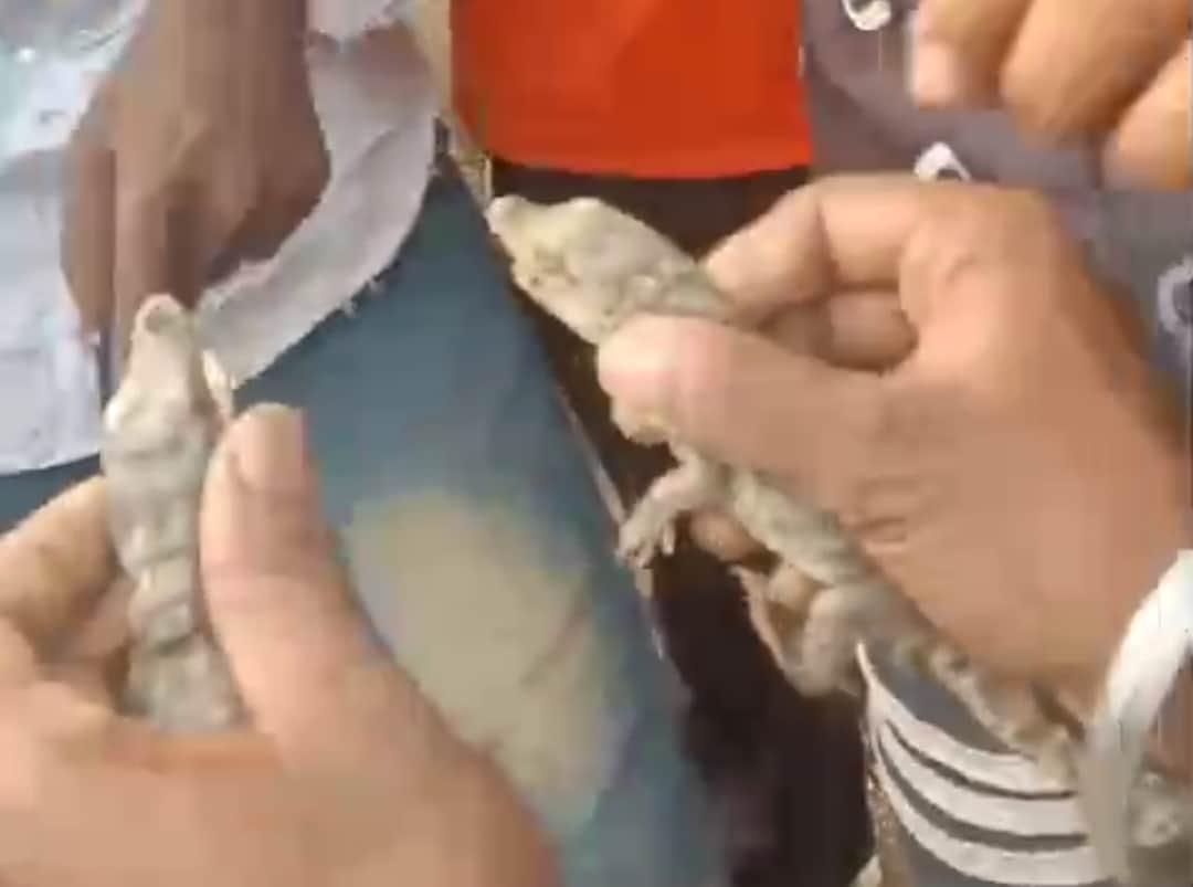 Stir caused as 35 crocodile hatchlings were spotted swimming together in a check dam