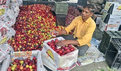 Plum prices drop by up to 30 rupees in Bhuntar Mandi.
