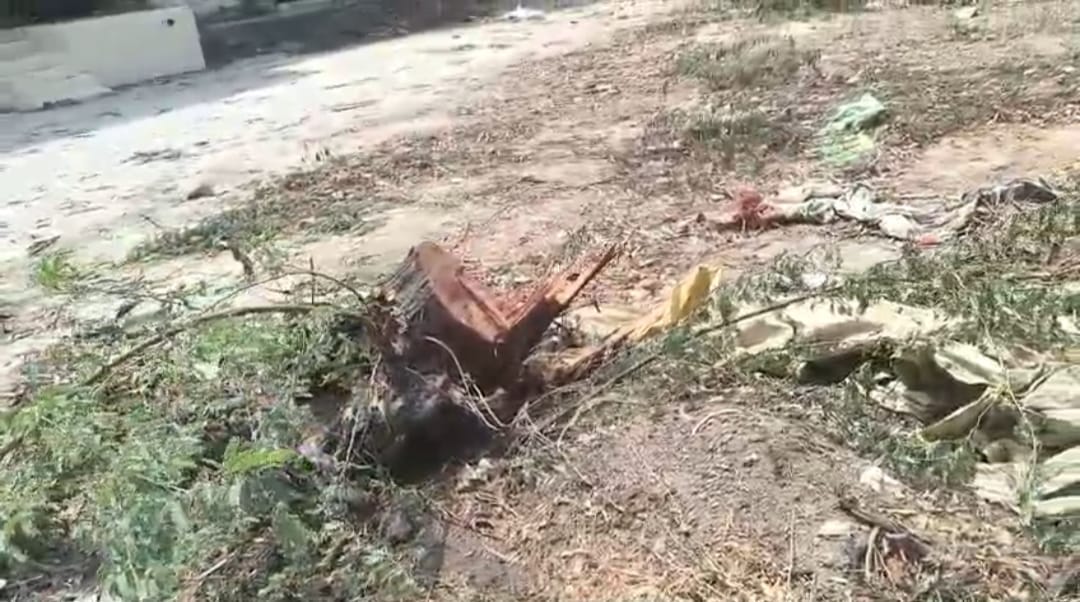 Green trees were cut down in the Mohana Mandi under the guise of pruning.