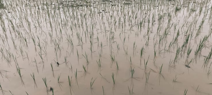 Rain breathes new life into crops