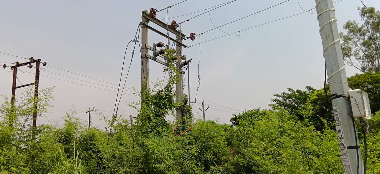 Electric poles and wires got lost amidst the creepers.