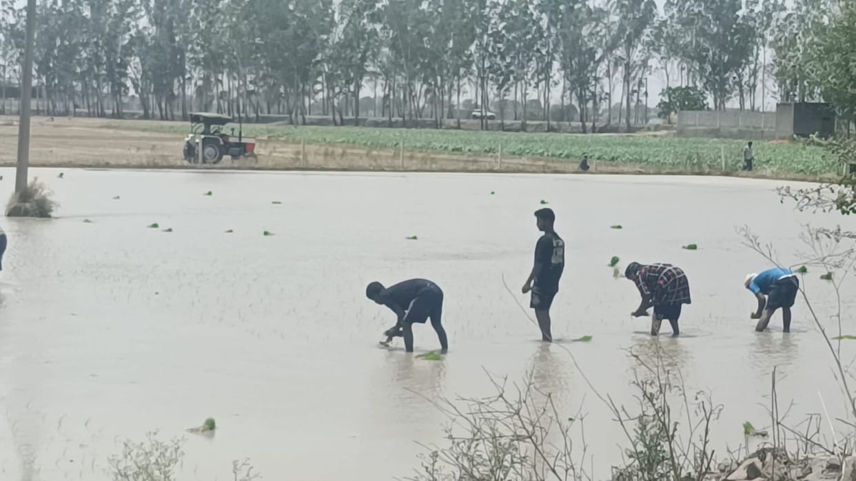 Farmers await rain; paddy transplantation proceeding at a slow pace.
