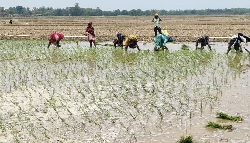 Rain brings life back to the fields; power cuts add to the woes