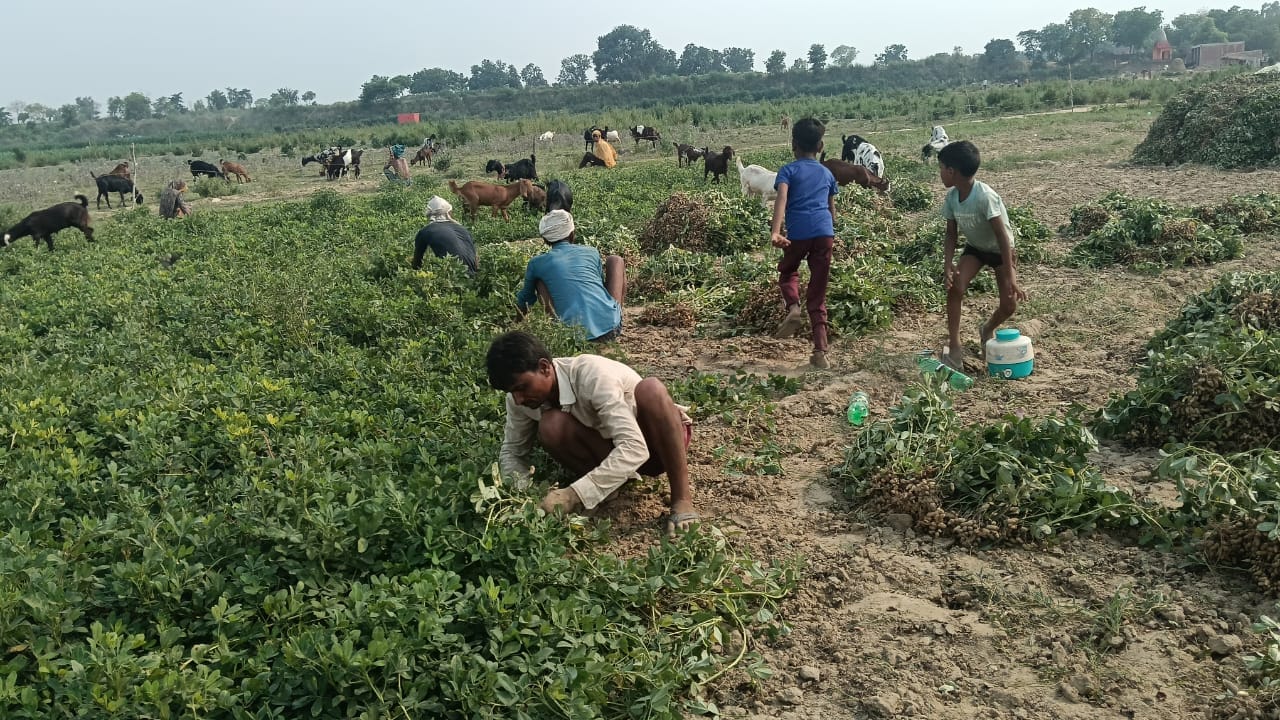 फोटो: 26, कमालगंज के गांधीनगर में मूंगफली की खोदाई करते किसान। जागरूक पाठक