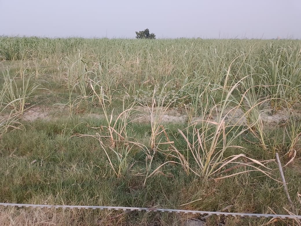 फोटो-32 बारिश न होने से अमृतपुर में सूख रही गन्ना की फसल। संवाद