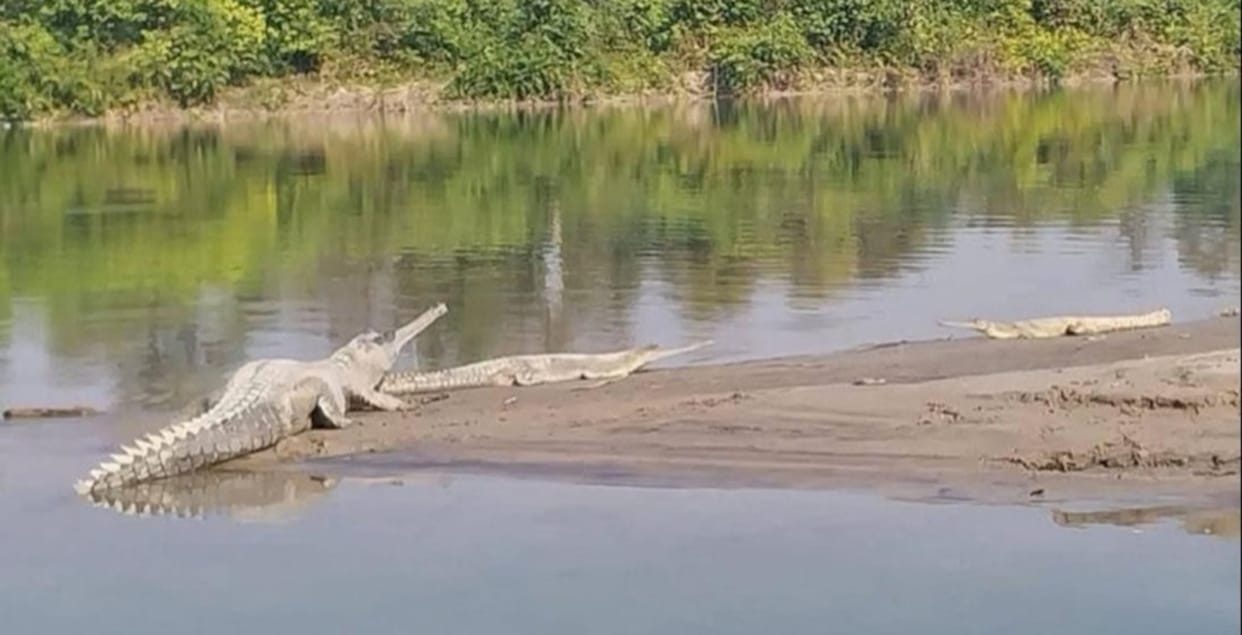 780 baby gharials open their eyes on the banks of the Gerua.
