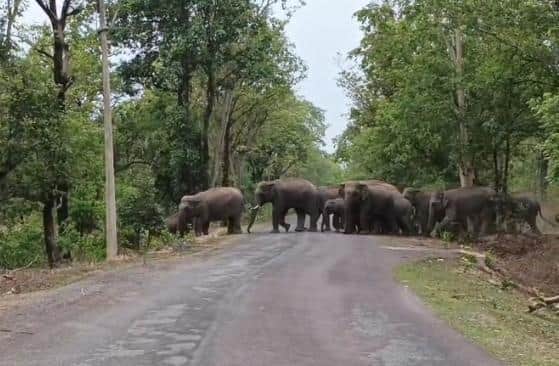 Villager killed in elephant attack in Korba