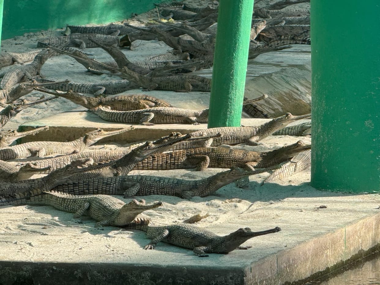 Gharials bear witness to healthy rivers.