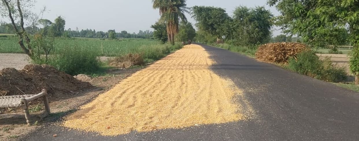 DM's order ineffective... maize still strewn across roads; ten lives already lost.