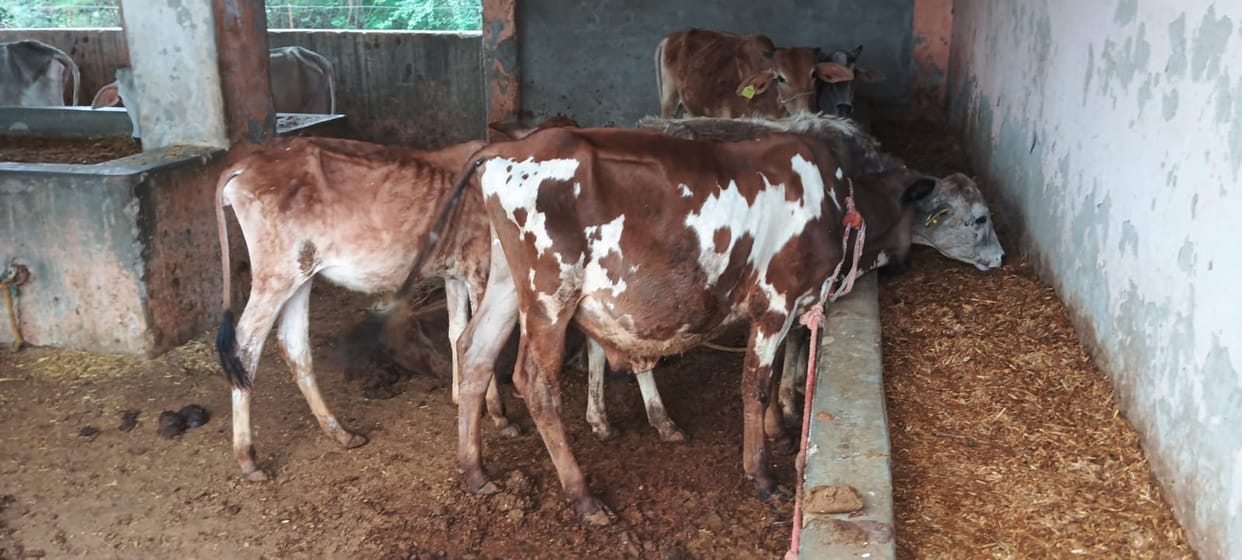 Cattle are suffering in tin sheds, spending Rs 95 lakh every month, yet they are not getting green fodder and clean water.