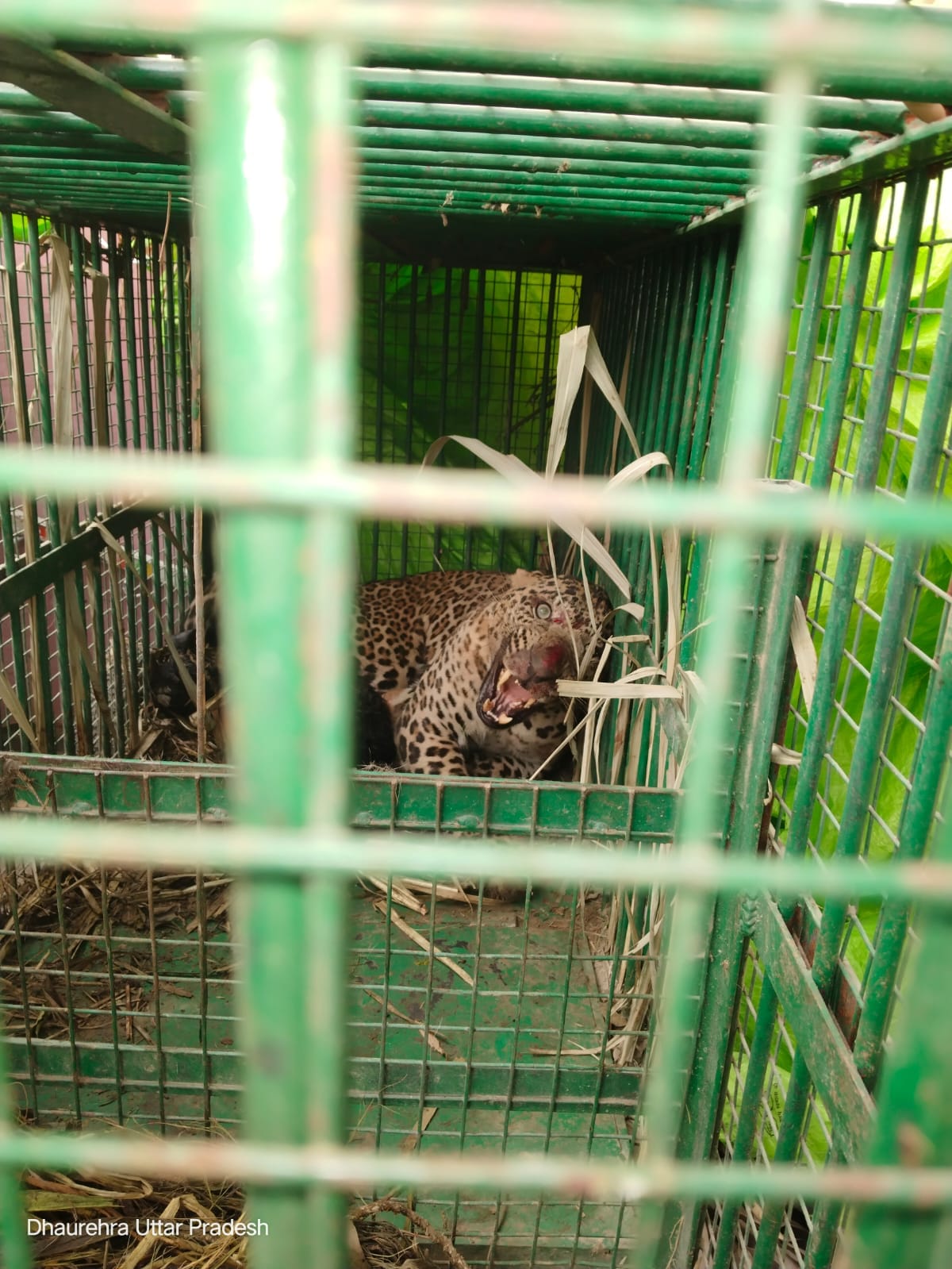 Suhagi Barwa Wildlife Sanctuary will be the new home of the captured leopard.
