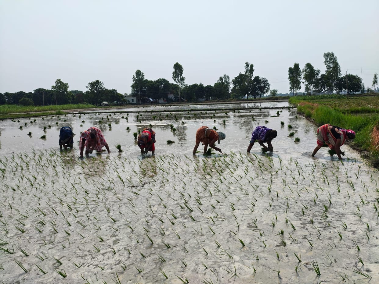 Weather to remain scorching for two more days; rain likely from Tuesday.