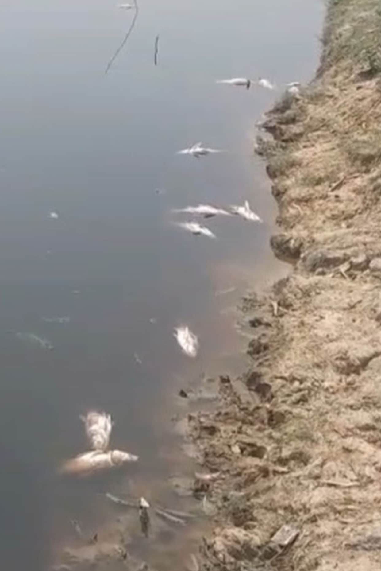 Fish died after a poisonous substance was put into the pond