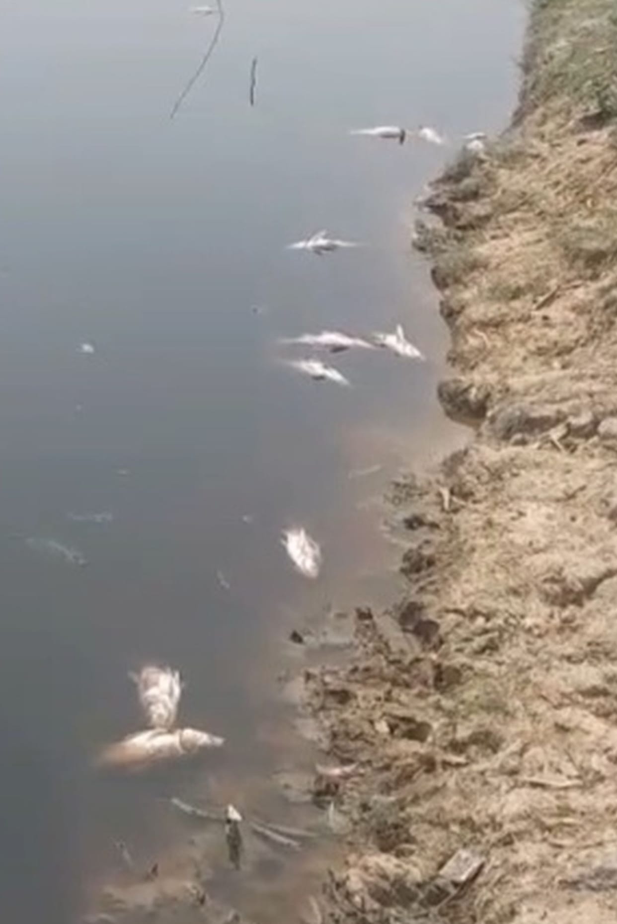 Fish died after a poisonous substance was put into the pond